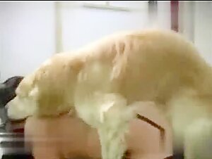 The Ultimate Pleasure: Enjoying a Fun F**k with a Dog!