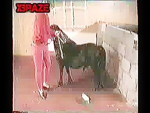 animal sex free porn video free porn video xxx