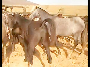 Laci fun  free zoo porn dog free porn video xxx