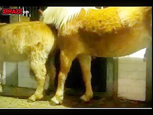 Experience Unbelievable Thrills with Free Animal Sex XXX Videos!