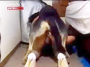 litte school girl ogry fucking dog download free porn sex