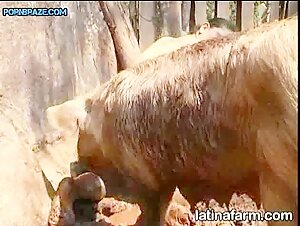 skanky pig, latina fuck you. "Animal Porn" Free xxx video zoo offers a wide variety of pornographic styles for your viewing pleasure.