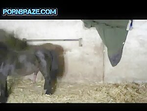 Free zoo sex videos featuring human males and females engaging in sexual activity with animals.