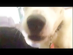 Only on our website can you watch free animal sex videos of amateur girls having oral sex with dogs.