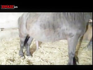Free zoo sex videos featuring human males and females engaging in sexual activity with animals.